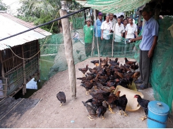 Hiệu quả mô hình nuôi gà an toàn sinh học