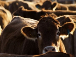 Genomics link beef cattle to production environment