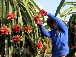High-quality dragon fruit varieties crucial to boosting exports