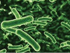 Khảo sát một số đặc tính probiotic của các chủng Lactobacillus spp trong điều kiện in vitro