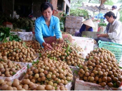 Nâng cao hiệu quả canh tác nhãn, xoài tại ĐBSCL