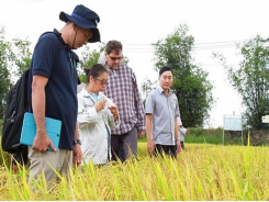 Xuất khẩu gạo: Tìm thị trường mới