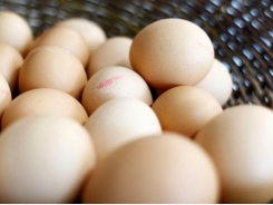 Waste eggshells repurposed as sustainable energy storage
