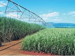 Smarter ways to irrigate sugar cane