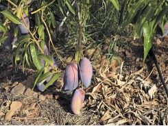 How pioneers make mango production work