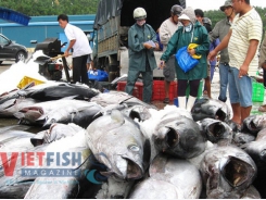 Vietnam’s tuna exports show no good sign after effective date of VJEPA