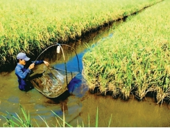 Expectation from model of organic shrimp – rice farming