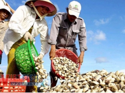 Mekong coastal district expands clam farming area