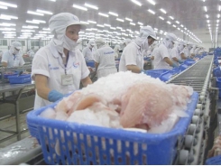 Vietnamese tra fish exports to China, U.S., EU to fare well: officials