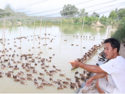 Khai hoang phục hóa nuôi vịt trời thu tiền tỷ