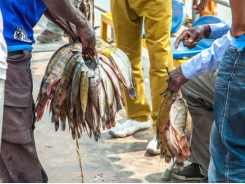 Thức ăn và giống: giải quyết các thách thức trong nuôi trồng thủy sản của Zambian