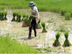 Asia Rice — Thai prices dip as demand flows to India, Vietnam