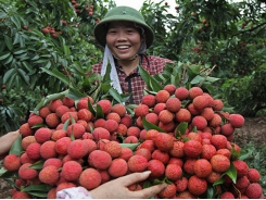 China has bountiful litchi crop, Vietnam worries about its litchi sales