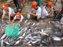 Pangasius exports to China is expected to recover in May-June