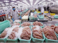Navico: Pangasius exports to Southeast Asia increase by 16%