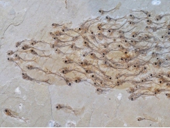 Đàn cá 50 triệu năm, tôm hùm cổ đại siêu to khổng lồ