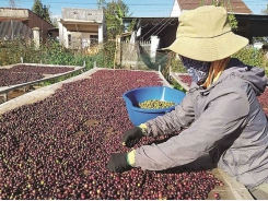 Coffee exports to face difficulties in second quarter