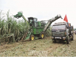 Sugar industry in difficulty due to a double crisis