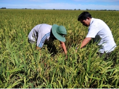 Sâu bệnh hại lúa Japonica vụ mùa 2020