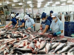 Pangasius sector may entirely recover from the third quarter