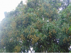 Đột phá trồng cây ăn quả theo VietGAP tại Thái Nguyên