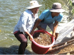 Ministry carries out measures to recover shrimp export markets