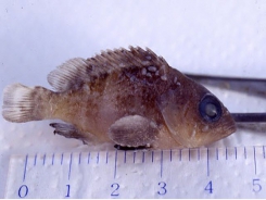 Trị bệnh mè cá trên cá mú do nhiễm sán lá đơn chủ (monogeneans)
