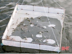 Prolonged heat results in massive death of shrimp post larvae