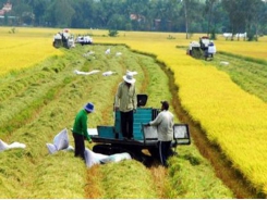 Rice prices rising as Việt Nam prepares to resume exports