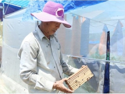 Mô hình nuôi ruồi lính đen ở Hà Tĩnh cho thu nhập cao