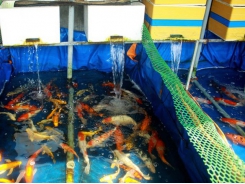 Young man starts career by raising Koi fish earning yearly income of US$21,327