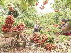 Bắc Giang will boost domestic lychee consumption due to difficulties in export