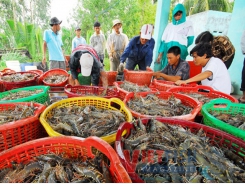 Vietnamese raw shrimp can be in short supply due to farmers’ hesitation in stocking