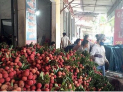 Export of fresh lychees to Japan faces hurdles in face of COVID-19