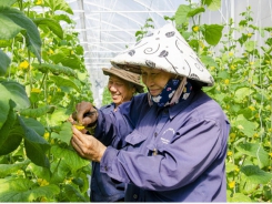 Bà Rịa-Vũng Tàu to build high-tech agricultural zone