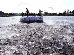 Tra fish industry may fully recover in Q3: directorate