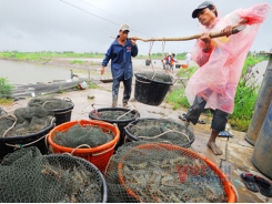 Shrimp sector in the race of bringing in 3.5 billion USD