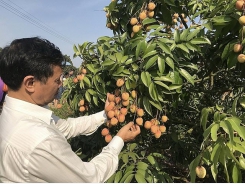 If the output of Chinese lychee increases by more than 11%, should Vietnamese lychee