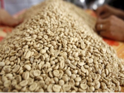 Asia Coffee-Domestic prices inch higher in Vietnam on scarce supply
