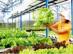 Da Lat vegetable, flower market recovers