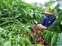 Long-term price crisis brewing for Vietnam coffee industry