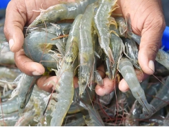 Shrimp farmers are advised not to rush into harvesting