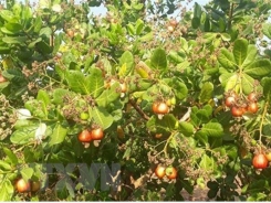 Cashew export expected to recover strongly after pandemic