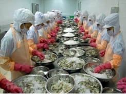 Shrimp industry confident of reaching 2020 export target: Minister