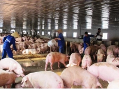 Pork supply expected to be more plentiful at year’s end
