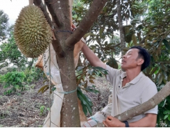 Lão nông 'biến' vườn sầu riêng thường thành sầu riêng Thái