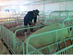 African swine fever actively prevented and controlled