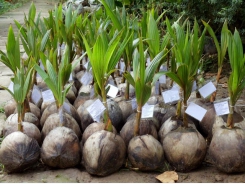 Developing more resilient, higher yield coconuts