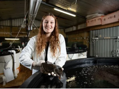 Các nhà khoa học New Zealand khởi động chương trình chăn nuôi cá bơn mới lạ