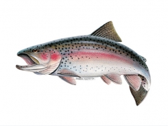 Tackling red mark syndrome in trout farming